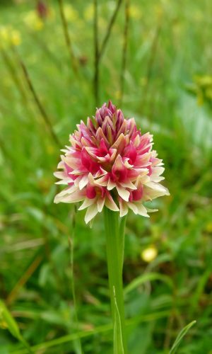 Colorazione pallida Reg. TRENTINO-ALTO ADIGE Prov. Trento 09-07-2014