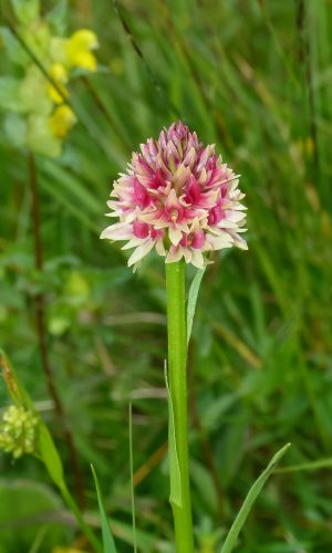 Colorazione pallida Reg. TRENTINO-ALTO ADIGE Prov. Trento 09-07-2014