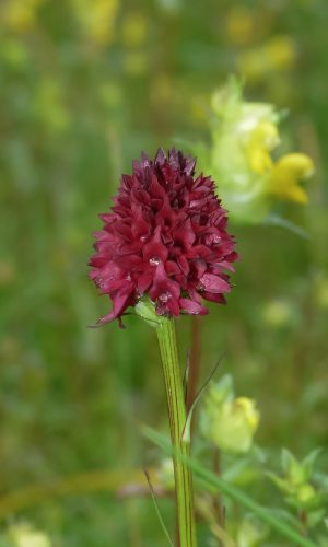 Reg. TRENTINO-ALTO ADIGE Prov. Trento 09-07-2014