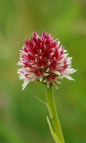 Colorazione pallida Reg. VENETO Prov. Verona 03-07-2018