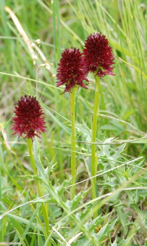 Reg. TRENTINO-ALTO ADIGE Prov. Trento 25-06-2019