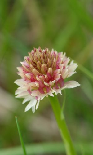 Colorazione pallida Reg. TRENTINO-ALTO ADIGE Prov. Trento 25-06-2019