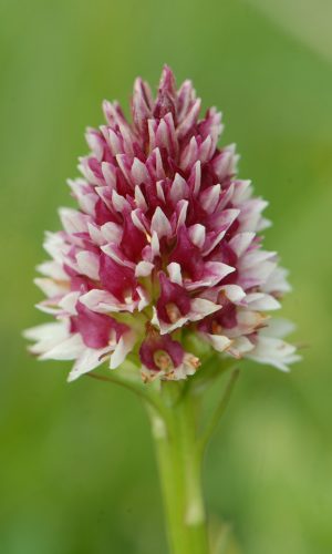 Colorazione pallida Reg. TRENTINO-ALTO ADIGE Prov. Trento 25-06-2019