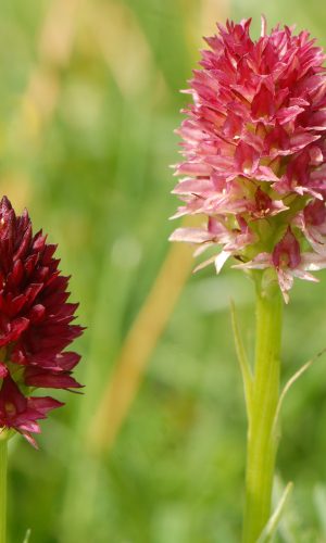 Reg. TRENTINO-ALTO ADIGE Prov. Trento 25-06-2019