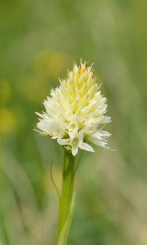 Esemplare albiflora Reg. TRENTINO-ALTO ADIGE Prov. Trento 25-06-2019