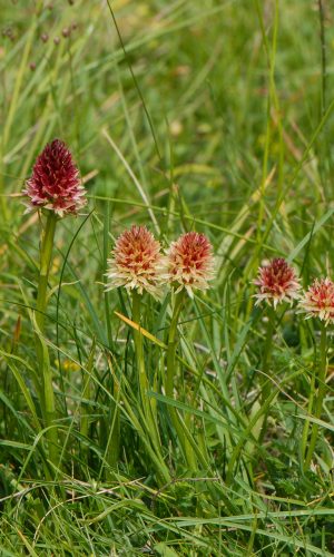Colorazione pallida Reg. TRENTINO-ALTO ADIGE Prov. Trento 25-06-2019