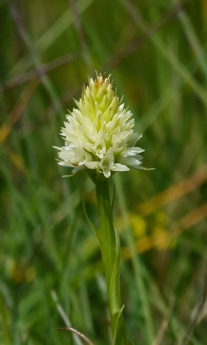 Esemplare albiflora Reg. TRENTINO-ALTO ADIGE Prov. Trento 25-06-2019