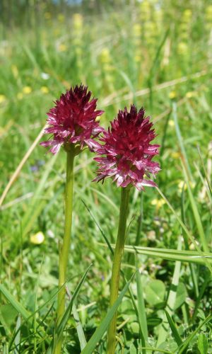 Reg. TRENTINO-ALTO ADIGE Prov. Trento 14-06-2022