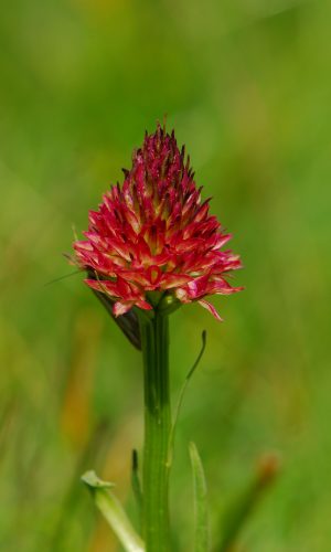 Colorazione pallida Reg. TRENTINO-ALTO ADIGE Prov. Trento 14-06-2022