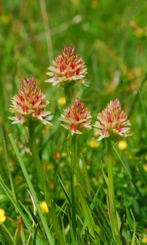Colorazione pallida Reg. TRENTINO-ALTO ADIGE Prov. Trento 14-06-2022