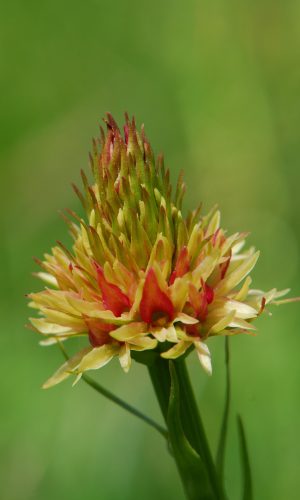 Colorazione pallida Reg. TRENTINO-ALTO ADIGE Prov. Trento 14-06-2022