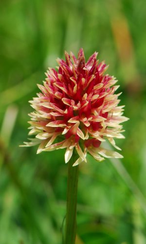 Colorazione pallida Reg. TRENTINO-ALTO ADIGE Prov. Trento 14-06-2022