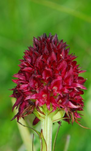 Reg. TRENTINO-ALTO ADIGE Prov. Trento 14-06-2022