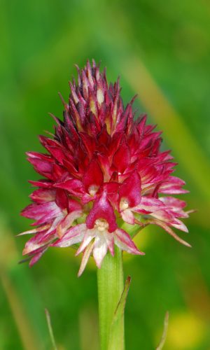 Colorazione pallida Reg. TRENTINO-ALTO ADIGE Prov. Trento 14-06-2022