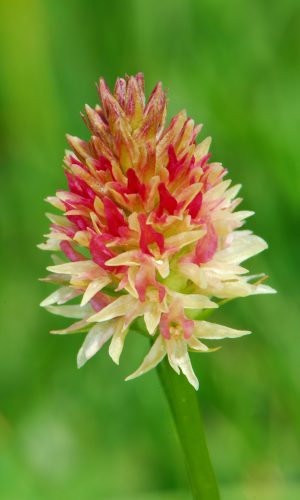 Colorazione pallida Reg. TRENTINO-ALTO ADIGE Prov. Trento 14-06-2022