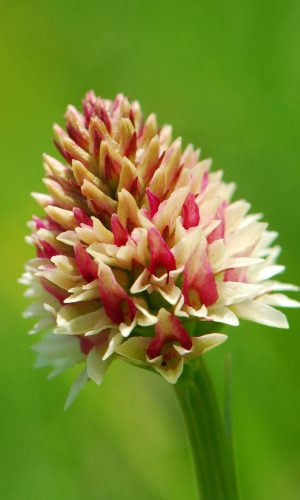 Colorazione pallida Reg. TRENTINO-ALTO ADIGE Prov. Trento 14-06-2022