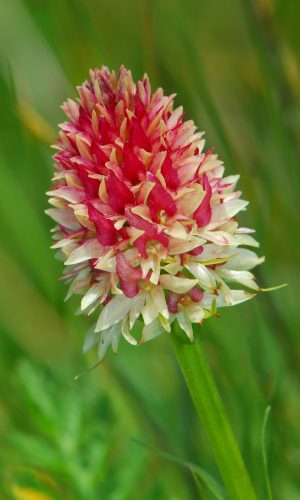 Colorazione pallida Reg. TRENTINO-ALTO ADIGE Prov. Trento 14-06-2022