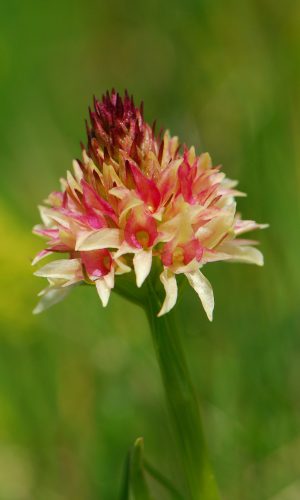 Colorazione pallida Reg. TRENTINO-ALTO ADIGE Prov. Trento 14-06-2022