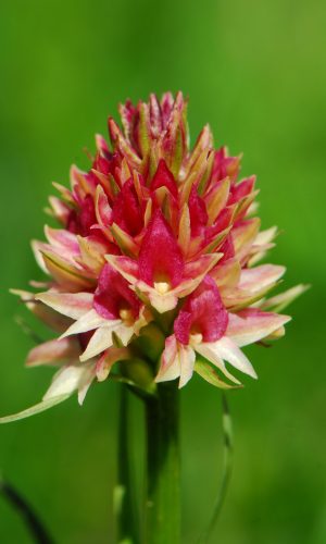 Colorazione pallida Reg. TRENTINO-ALTO ADIGE Prov. Trento 14-06-2022