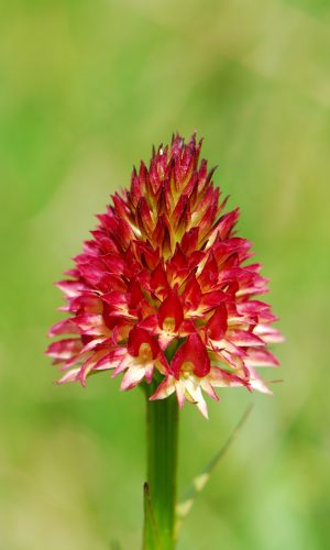 Colorazione pallida Reg. TRENTINO-ALTO ADIGE Prov. Trento 14-06-2022