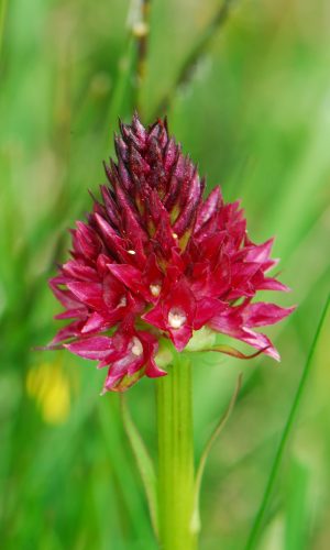 Reg. TRENTINO-ALTO ADIGE Prov. Trento 14-06-2022