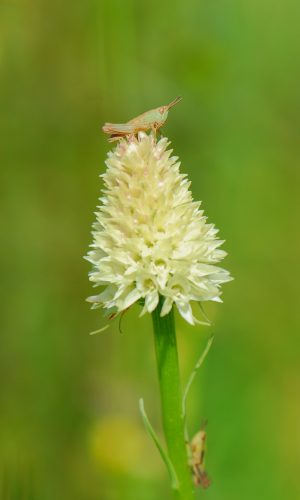 Esemplare albiflora Reg. TRENTINO-ALTO ADIGE Prov. Trento 14-06-2022