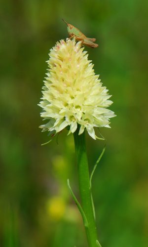 Esemplare albiflora Reg. TRENTINO-ALTO ADIGE Prov. Trento 14-06-2022