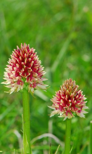 Colorazione pallida Reg. TRENTINO-ALTO ADIGE Prov. Trento 14-06-2022