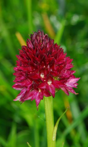 Reg. TRENTINO-ALTO ADIGE Prov. Trento 14-06-2022