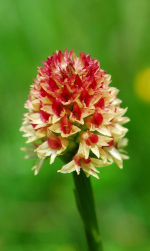 Colorazione pallida Reg. TRENTINO-ALTO ADIGE Prov. Trento 14-06-2022