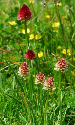 Colorazione pallida Reg. TRENTINO-ALTO ADIGE Prov. Trento 14-06-2022