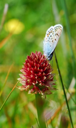 Colorazione pallida Reg. TRENTINO-ALTO ADIGE Prov. Trento 14-06-2022