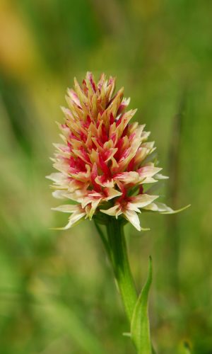 Colorazione pallida Reg. TRENTINO-ALTO ADIGE Prov. Trento 14-06-2022