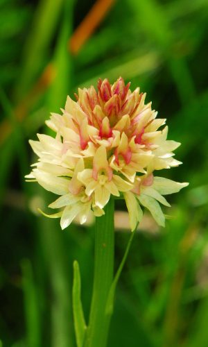 Colorazione pallida Reg. TRENTINO-ALTO ADIGE Prov. Trento 14-06-2022