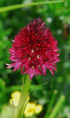 Reg. TRENTINO-ALTO ADIGE Prov. Trento 14-06-2022