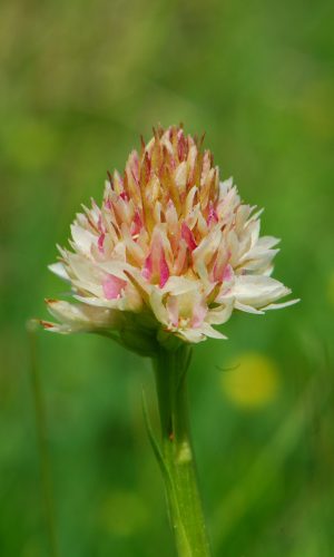 Colorazione pallida Reg. TRENTINO-ALTO ADIGE Prov. Trento 14-06-2022