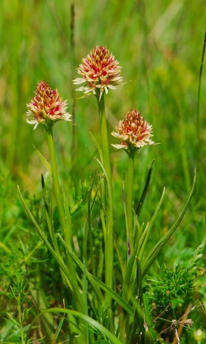 Colorazione pallida Reg. TRENTINO-ALTO ADIGE Prov. Trento 14-06-2022