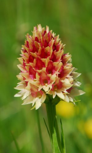 Colorazione pallida Reg. TRENTINO-ALTO ADIGE Prov. Trento 14-06-2022