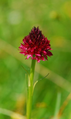 Reg. TRENTINO-ALTO ADIGE Prov. Trento 14-06-2022