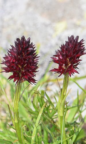 Reg. TRENTINO-ALTO ADIGE Prov. Trento 11-07-2023