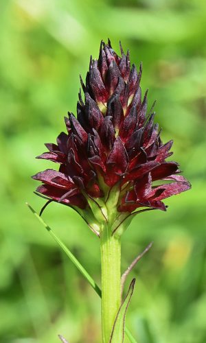 Reg. TRENTINO-ALTO ADIGE Prov. Trento 11-07-2023