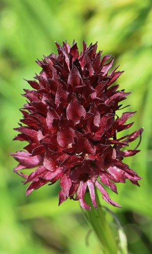 Reg. TRENTINO-ALTO ADIGE Prov. Trento 11-07-2023