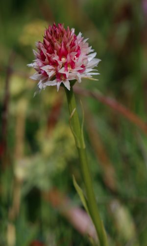 Colorazione pallida Reg. TRENTINO-ALTO ADIGE Prov. Trento 05-07-2018