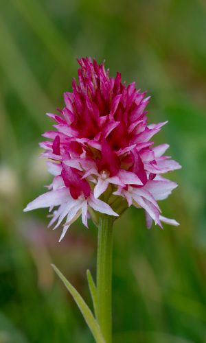 Colorazione pallida Reg. TRENTINO-ALTO ADIGE Prov. Trento 05-07-2018