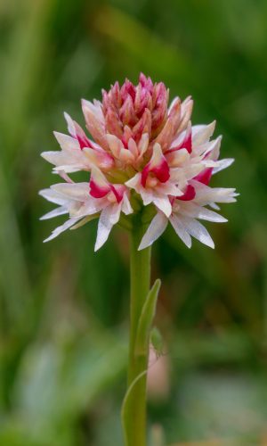 Colorazione pallida Reg. TRENTINO-ALTO ADIGE Prov. Trento 05-07-2018