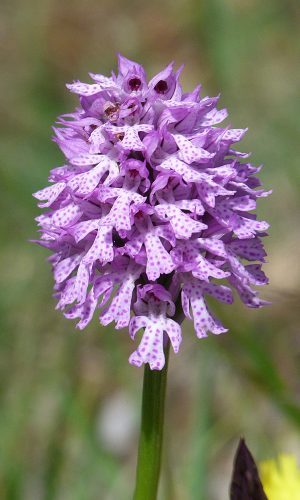 Reg. VENETO Prov. Vicenza 02-05-2020