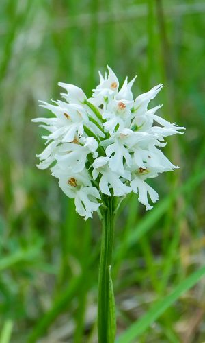 Esemplare albiflora Reg. VENETO Prov. Vicenza 02-05-2020