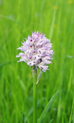 Reg. VENETO Prov. Vicenza 06-05-2021