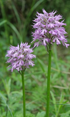 Reg. VENETO Prov. Vicenza 06-05-2021