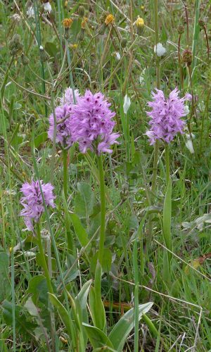 Reg. VENETO Prov. Treviso 08-05-2021